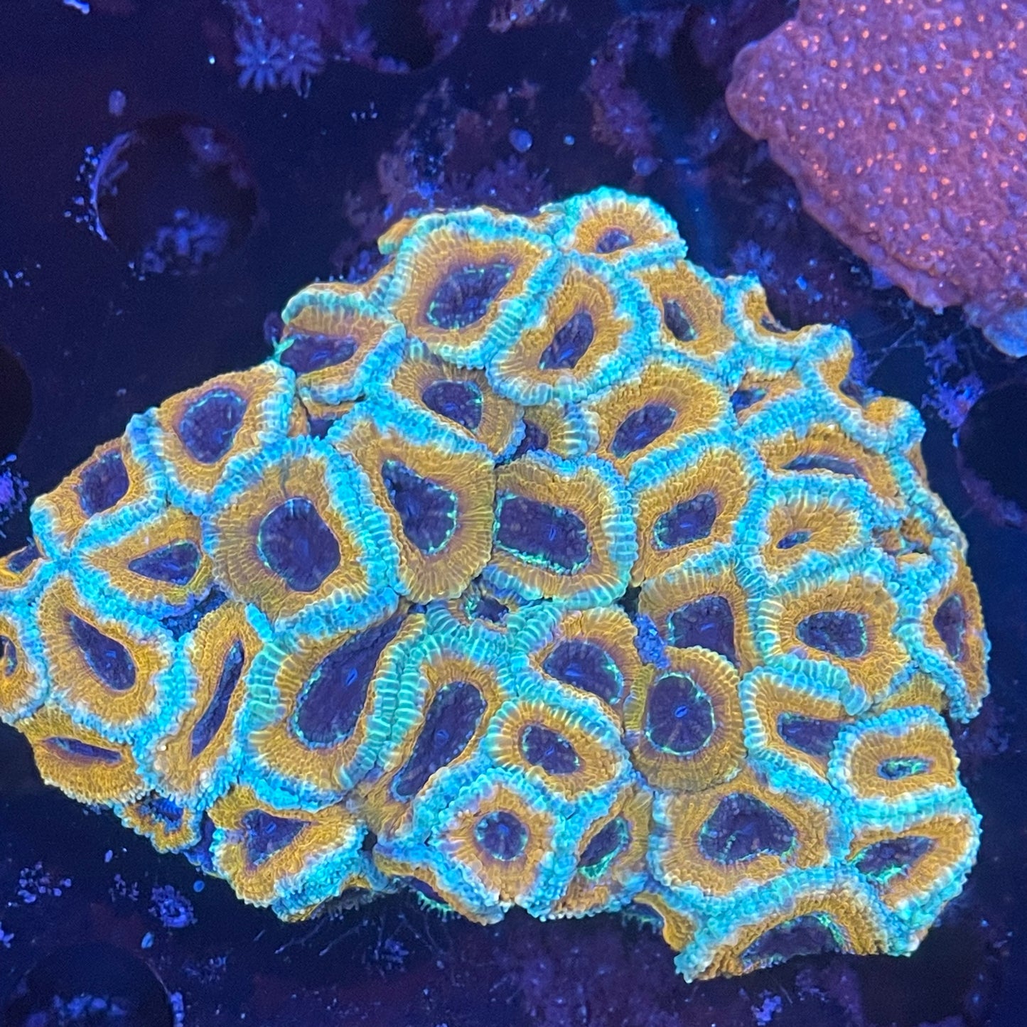 Acan Colony- L