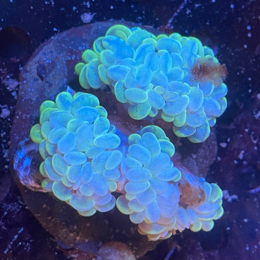 Bubble Pearl Coral