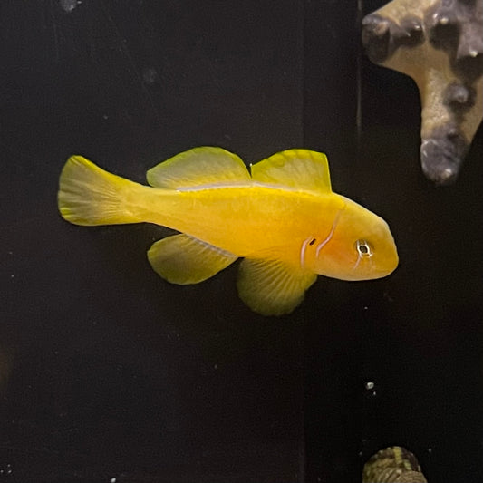 Goby Clown Yellow
