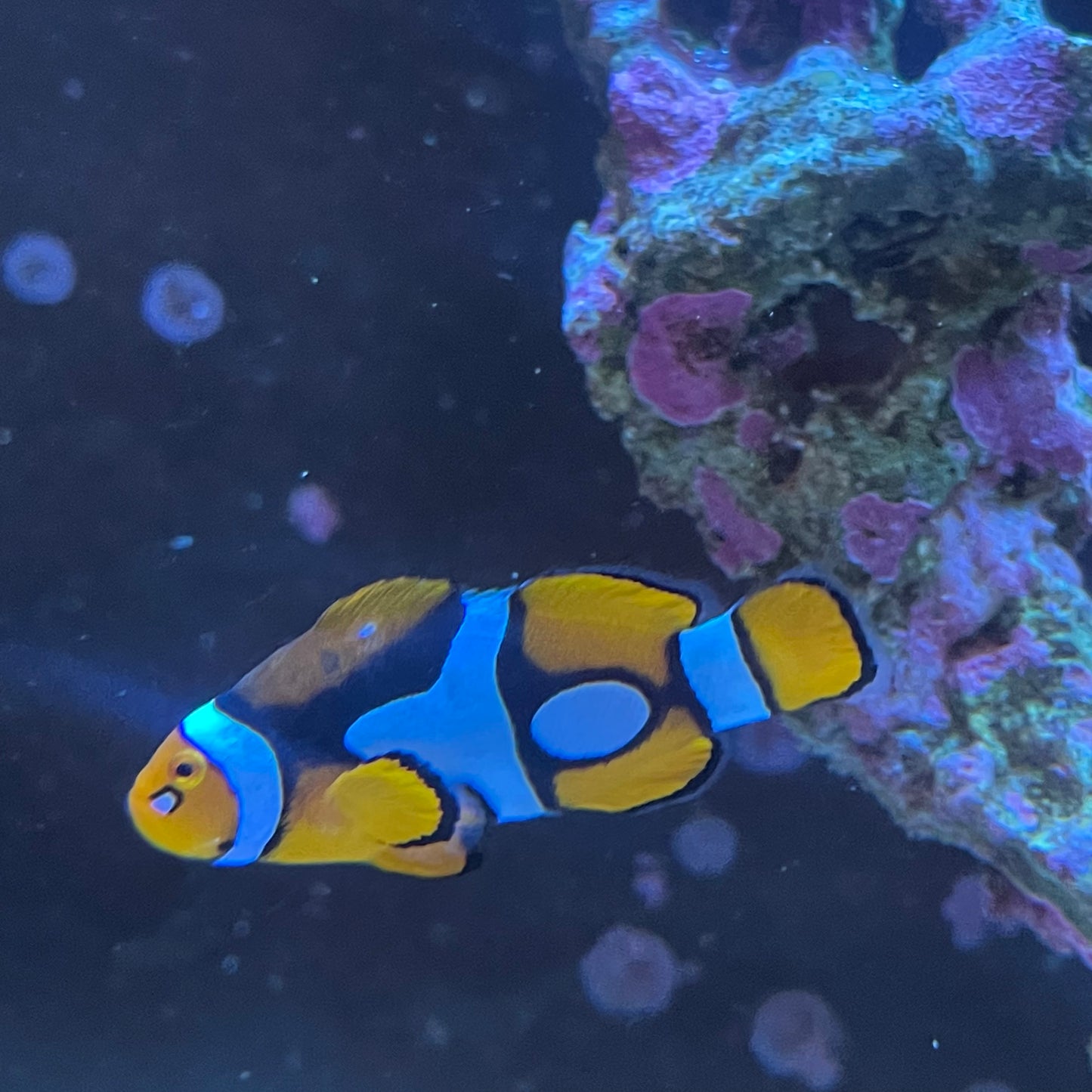 Clownfish Mocha Gladiator