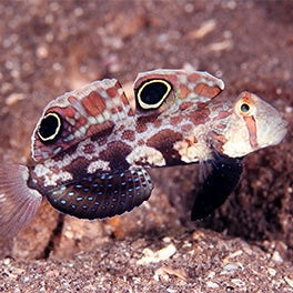 Goby Twinspot-S