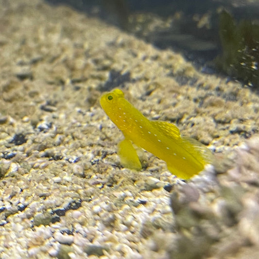Goby Yellow Watchman