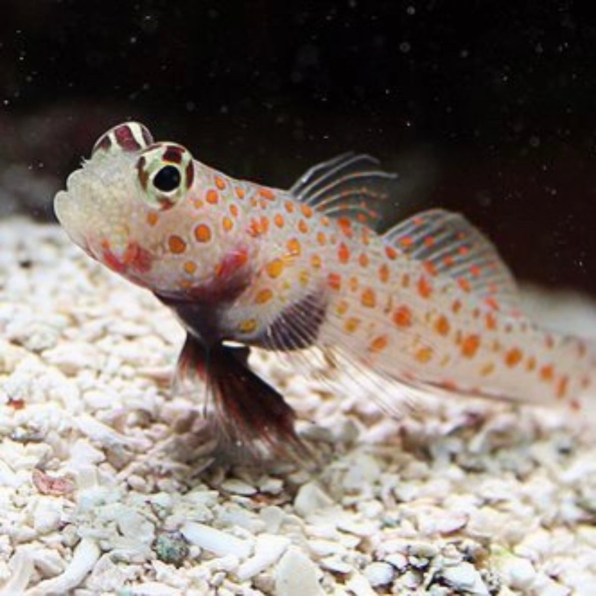 Goby Orange Spotted