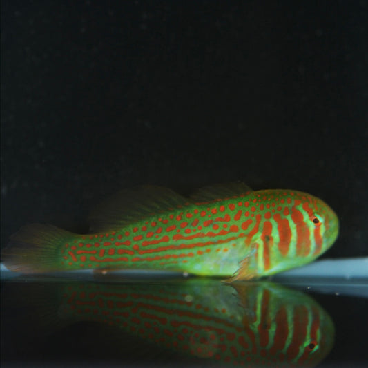 Goby Clown Green