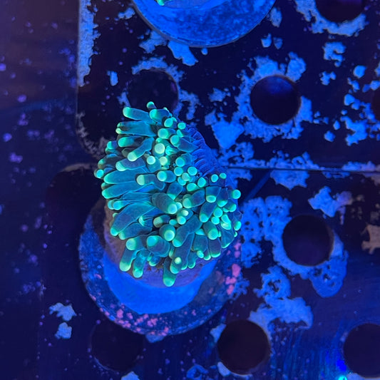 Torch Ultra color Frags