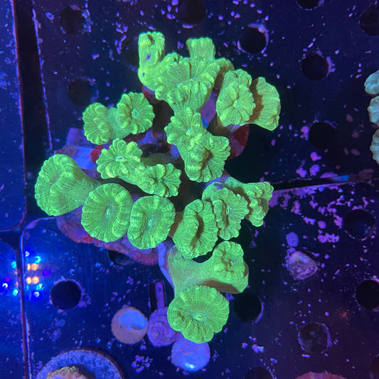 Med Candy Cane Coral