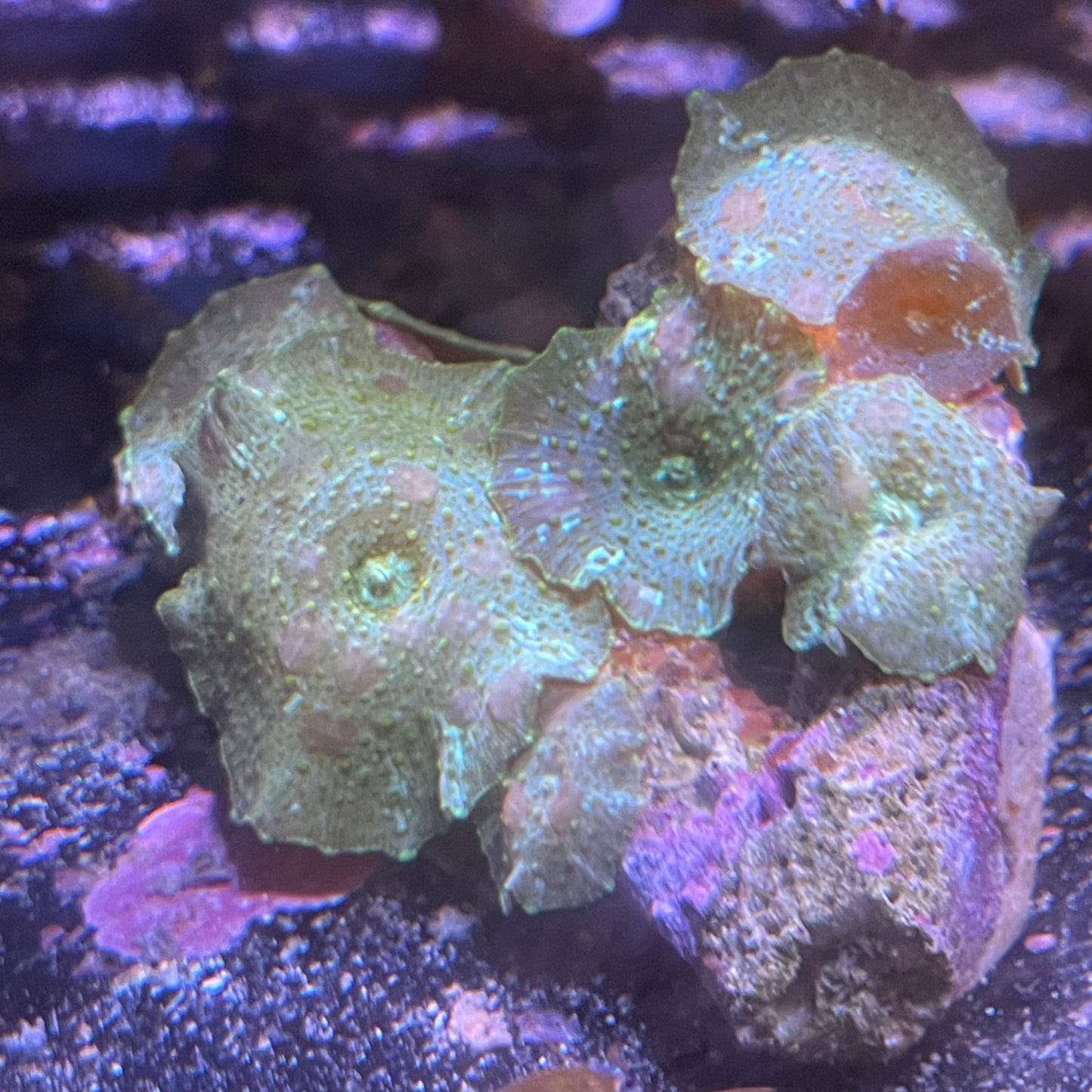 Small Mushroom Rock