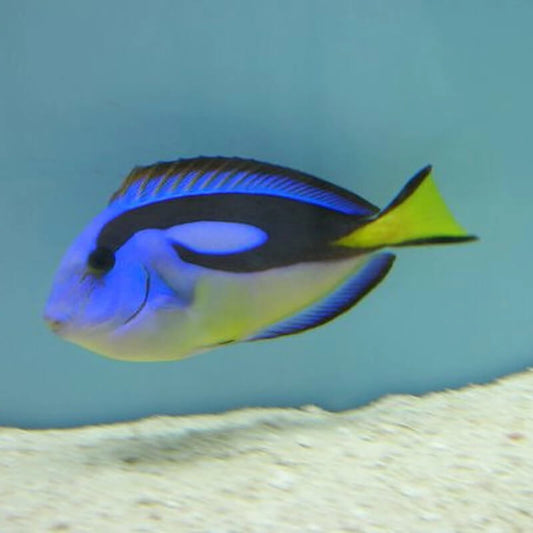 Tang Blue Hippo SMALL